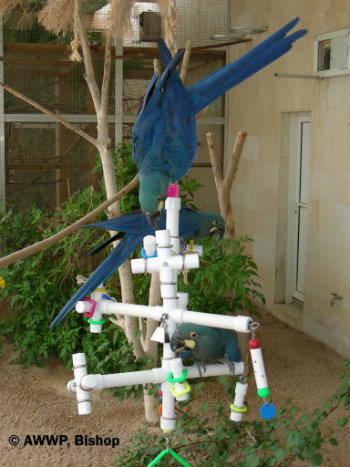 lear-s-macaw-with-kitchensink-birdtoy-bishop-02-hr.jpg